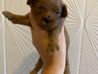 TOY POODLE YAVRULARIMIZ