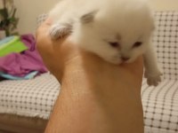 Safkan british shorthair yavrularım teslime