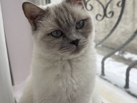British Shorthair Kedisi