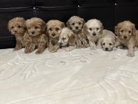 Mikro boy Poodle Yavrularımız