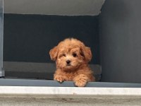 Yavru Poodle 2 Aylık