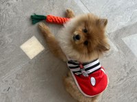 Orjinal Uygun Fiyatlı Pomeranian