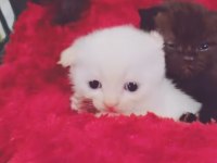 Scottish fold yavrularıma yeni yuva