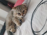 4 aylık scottish fold golden tabby - Lora