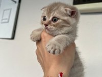 Safkan ve şecereli ırk scottish fold yavru