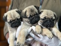 Üst düzey pug mops bebekler