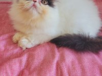 Full şecereli şampiyon kan hattı exotic shorthair snoppy