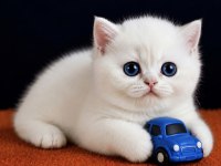 British Shorthair ve Longhair Golden Yavrular
