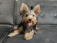 Yorkshire Terrier Erkek Yavru