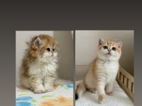 SAFKAN BRİTİSH SHORTHAİR GOLDEN NY12