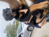 Ölüm Makinası Doberman