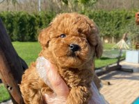 Red Brown Toy Poodle Yavruları İstanbul