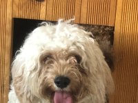 Cavapoo erkek