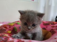 British kediler hatay ankara izmir içi