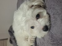 2.5 aylık maltipoo fındık bey
