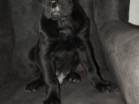 Cane Corso Bebekler Teslime Hazır