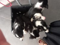 50 günlük border collie yavrular ilk aşıları karneleri hazır