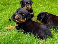 A kalite rottweiler bebekler
