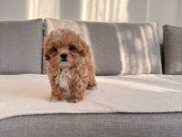 Irkının en kaliteli yavrusu ev doğumlu teacup boy maltipoo