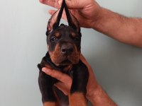 Üst düzeyde a şecere a kalite doberman