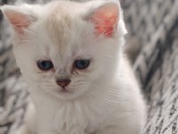 Safkan British Shorthair Yavrular