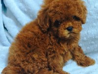DAHA GÜZEL POODLE VARSA KARŞIMIZA ÇIKSIN