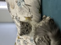Safkan British longhair