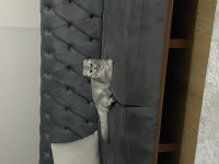 Sahiplendirilecek scottish fold sahibini arıyor