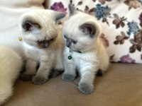 BEKLENEN İLAN AÇILDI BLUEPOINT BRITISH SHORTHAIR YAVRULAR