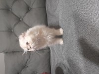 Scottish fold blue point yavrumuz