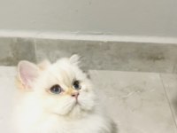 By1133 dişi 5 aylık british longhair