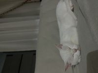 Çok akıllı bir british shorthair