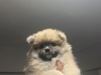 Pomeranian Dişi Yavrumuz