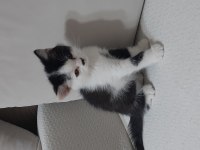 British Shorthair Bicolor