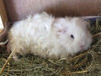 Guineapig Yavrular Aynı Gün Set Halinde Teslim Edilir