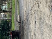 Orjinal Safkan Kangal