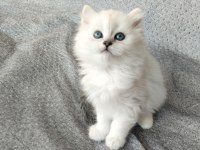 Boncuk gözlü british longhair bebekler serisi