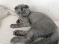 Scottish fold dişi karnesi bile hazır