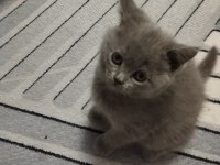 Sevimli british shorthair kedicikler