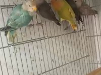 10 Adet Sevda Papağanı