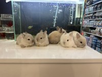 CÜCE TAVŞAN YAVRULARI CİTYPETSHOP