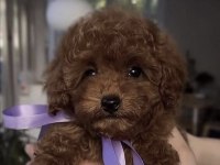 Toy Poodle Yavrumuz İçin Ulaşın