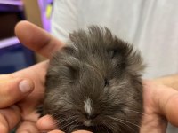 PrehistoricPets garantisi ile guinea pig