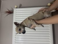 Şivava Minyatür Pinscher