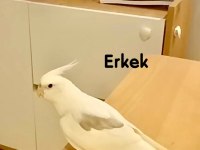 Yumurtalı heavy sultan takım erkeği ful evcil konuşma var