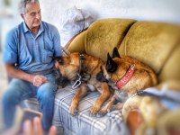 Sadık arkadaş orjinal belçika kurdu