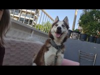 Husky kızıma eş arıyorum