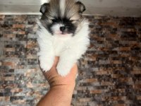 TEA CUP MUHTEŞEM YAPIDA POMERANİAN BOO