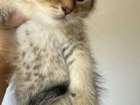 British Shorthair Leopar desenli Yavrum