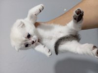 Scottish fold yavrular rezerveye açıktır